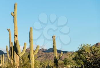 Rare Crested saguaro cactus plant in National Park West near Tucson Arizona