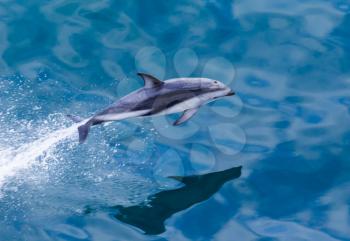 Playful dolphin leaps from water in the ocean by cruise ship leaving Milford Sound in New Zealand