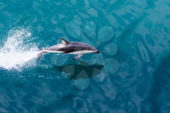 Playful dolphin leaps from water in the ocean by cruise ship leaving Milford Sound in New Zealand