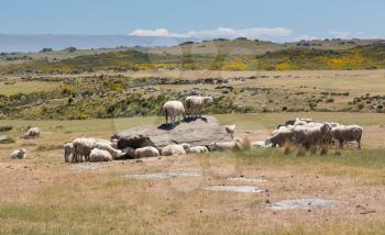 Group of sheep grazing around and standing on rock outcrops in the highlands of the South Island of New Zealand