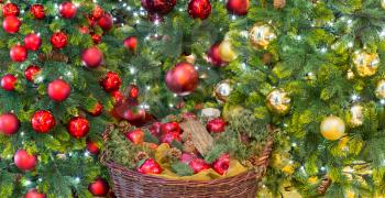 Bright red and gold decorations and apples at base of two christmas trees