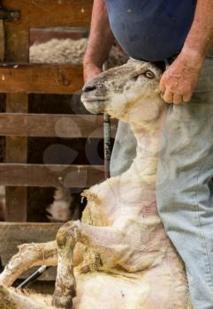 Strong farmer or shepherd holding a large sheep by its head after shaving or shearing its wool