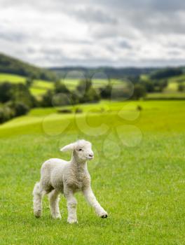 Small cute lamb gambolling in a meadow in Yorkshire Dales farm