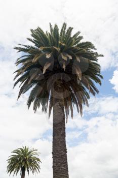 Large Queen palm tree in parkland in North Island of New Zealand