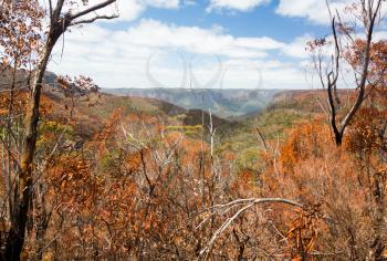 Remnants of forest or bush fire in Blue Mountains of New South Wales in Australia