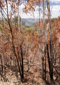 Remnants of forest or bush fire in Blue Mountains of New South Wales in Australia