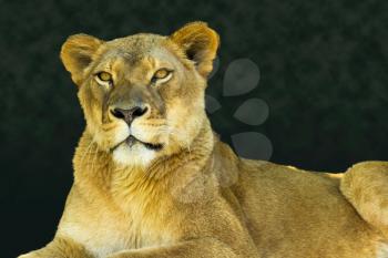 Strong portrait of a female lion or lioness looking calmly towards the viewer on a warm early morning day
