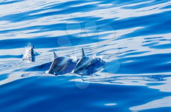 Spinner dolphins swimming close to the surface of the bright blue clear ocean off the coast of Kauai in Hawaii