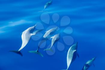 Spinner dolphins swimming close to the surface of the bright blue clear ocean off the coast of Kauai in Hawaii