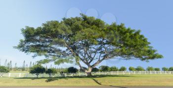 Large wide acacia or koa tree in front of white picket fence and orchard on Hawaiian island of Kauai. High resolution stitched image