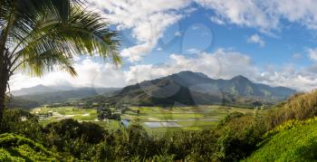 Panoramic view of the taro fields in the Hanalei valley from Princeville overlook in Kauai in Hawaiian islands in high resolution