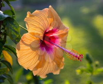 Large yellow hibiscus flower in Hawaiian garden backlit by the setting sun to give warm glow to the petals