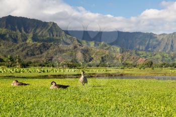 Nene ducks or geese in Hanalei Valley on island of Kauai with Taro plants and Na Pali mountain range in the background