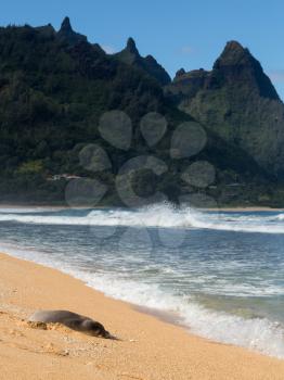 Hawaiian monk seal rests on the sand at Tunnels Beach in winter on Hawaiian island of Kauai on North Shore