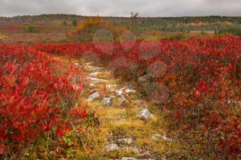 Red autumn leaves by rocky and stony path across Dolly Sods Wilderness area in West Virginia