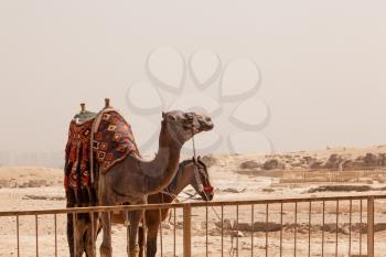 Camel and mule or horse waiting for tourists by the Great Pyramid of Giza in Cairo Egypt