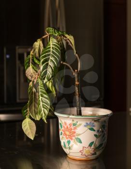 Drooping house plant in kitchen showing lack of care and watering as illustration of shame, melancholy or depression