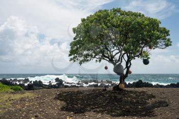 Single tree hung with boat bumpers by black lava rocks on the shore at Keanae on the road to Hana in Maui, Hawaii