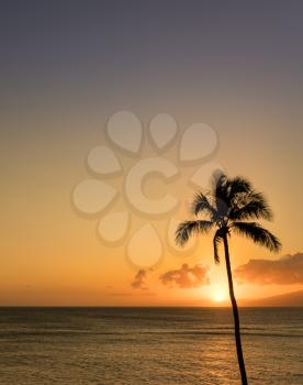 Sun setting behind single palm tree off Hawaiian island of Maui with island of Molokai in background