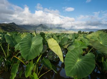 Hanalei Valley on island of Kauai with focus on Taro plants and mountains in background near Hanalei, Kauai, Hawaii, United States of America