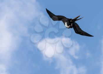 Great frigatebird cleanings its feathers while flying above Kilauea point in Kauai