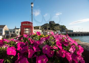 Early morning sun illuminates pink flowers in front of the harbor at Ilfracombe, Devon