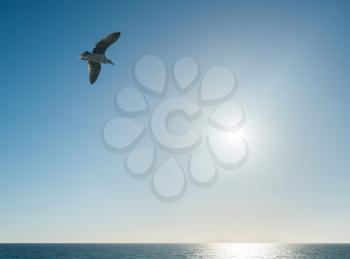 Seagull or gull soaring on wind over a calm pacific ocean as the sun moves towards the horizon