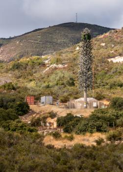 Tall mobile phone transmission aerial or tower disguised as a large fir tree in California