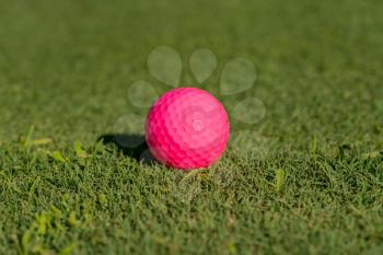 Pink colored golf ball on the edge of the putting green as concept for women golfers