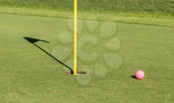 Pink colored golf ball by the flag and hole on putting green as concept for women golfers