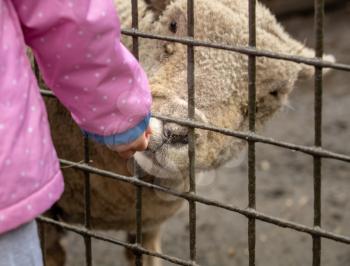 Child with food for a white lamb reaching through the fence to lick her hand