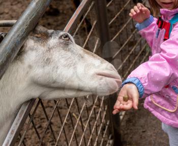 Child with food for a white goat reaching through the fence to lick her hand