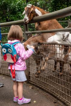 Child with food for goats in petting zoo reaching through the fence to lick her hand