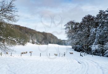 Snow covered trees frame the old Chirk railway bridge and sheep in the valley
