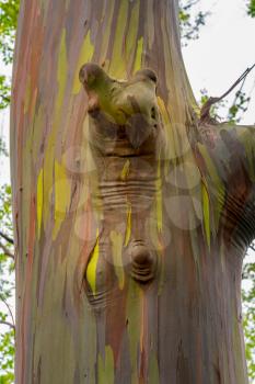 Close up of the colorful bark and tree trunk of the Rainbow Eucalyptus tree at Keahua Arboretum in Kauai, Hawaii, USA