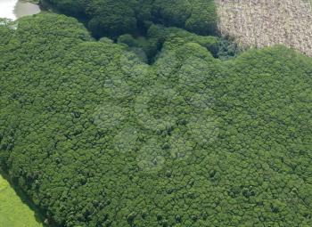 Aerial view of heavily wooded landscape of hawaiian island of Kauai from helicopter flight