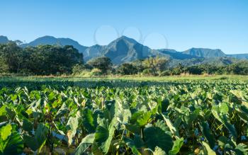 Close up on Taro plans in Hanalei valley with Na Pali mountains behind in Kauai
