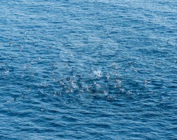 Seagulls or gulls diving into water to catch a shoal of fish close to the surface of sea