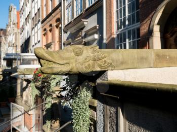 Stone carved head of dragon as water spout or gutter of home on Mariacka St in Gdansk, Poland