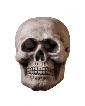 Skull isolated against white background and facing camera