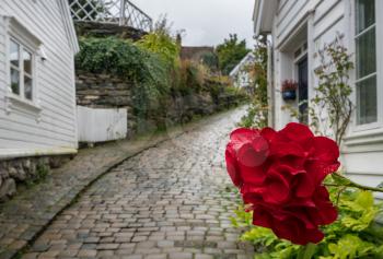 Red flower in front of narrow Stavanger cobblestone street in Norway