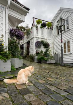 Cat sitting on corner of narrow street with cobblestones in old town Stavanger in Norway