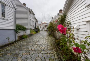 Red flower in front of narrow cobblestones of Stavanger Norway street