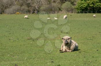 Front view portrait of angry Shropshire sheep breed in welsh meadow
