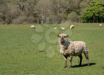 Front view portrait of angry Shropshire sheep breed in welsh meadow