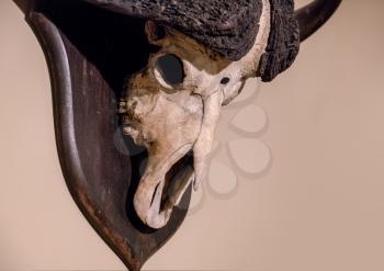 Old buffalo skull with bones and horns looking like a halloween frightening scream mask