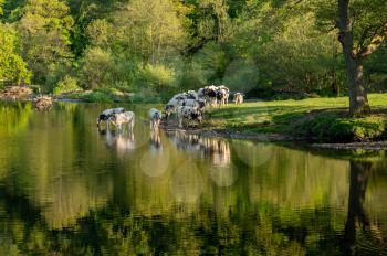Herd of cows drinking in River Dee as it flows over the weir at Horseshoe falls on calm evening