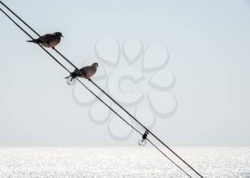 Two small birds sitting on the lighting wires at the front of an ocean going cruise ship
