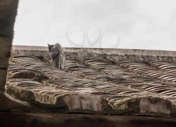 Cat pooping on tiled roof of Tulou at Unesco heritage site near Xiamen