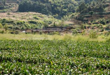Tea plantations around stone home by Tulou at Unesco heritage site near Xiamen
